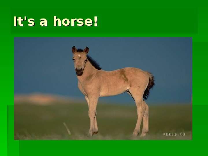 


It's a horse!
