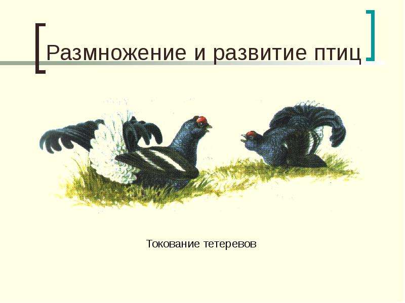 Размножение и развитие птиц. Размножение и развитие птиц токование. Класс птицы развитие. Размножение птиц 8 класс. Токование это в биологии.