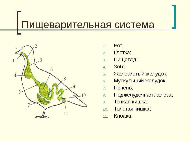 Пищеварительная система утки схема