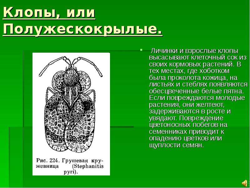 Насекомое отряда клопов