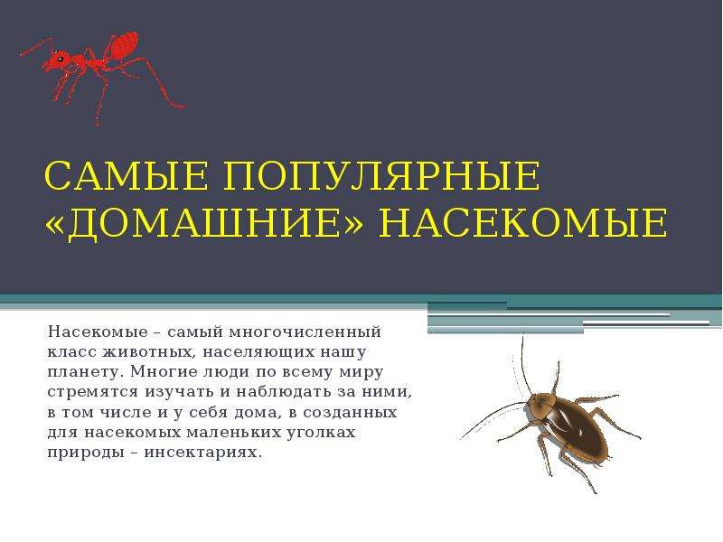 Домашние насекомые 2 класс. Международный день домашних насекомых. Самые распространенные домашние насекомые. К "домашним" насекомым относится. Сообщение про домашних насекомых.