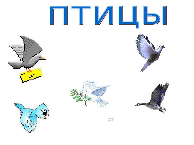 Слово птичка. Слово птица. Птицы на букву а. Надпись птицы. Птицы на букву п.