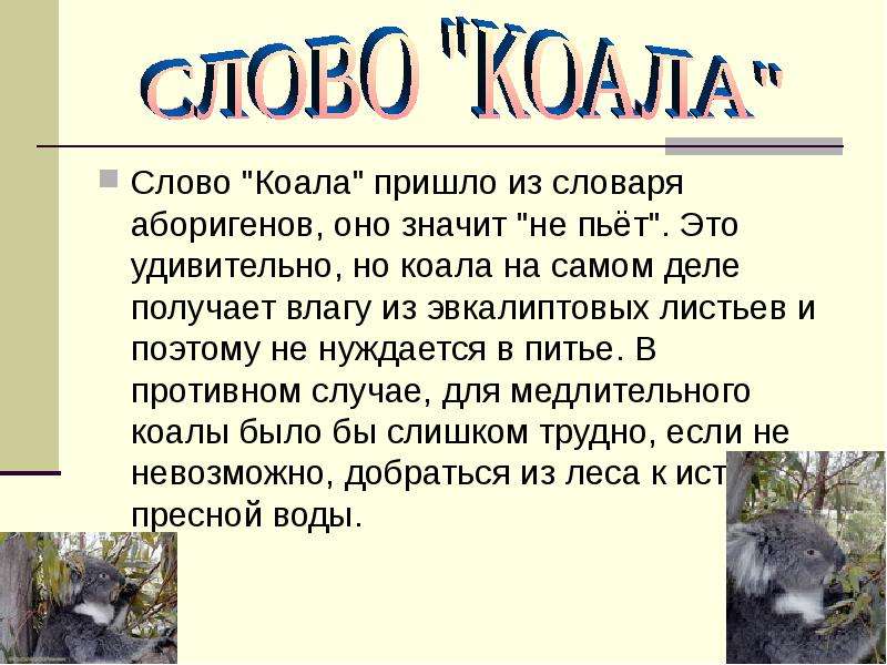 Коала презентация 7 класс