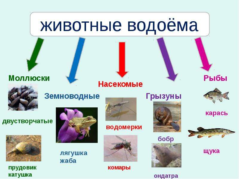 Рыбы обитатели водоемов 2 класс школа 21 века презентация