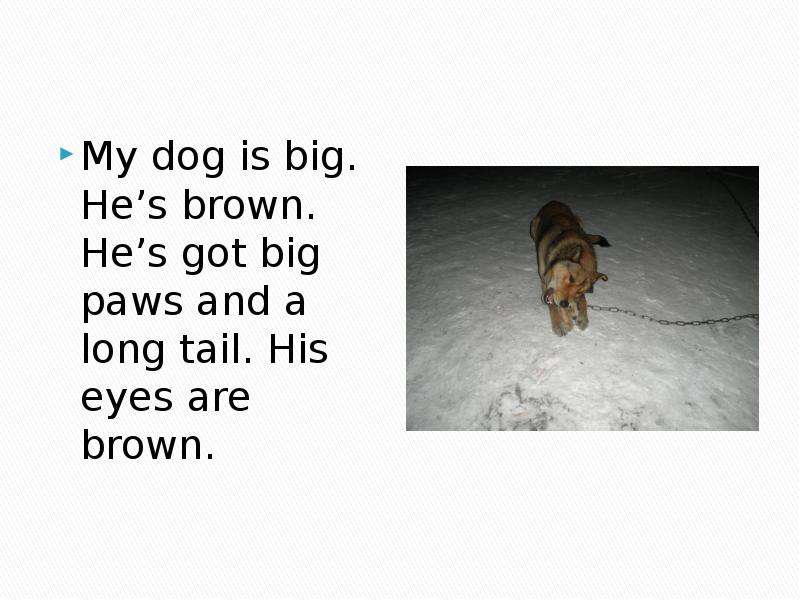 Your dog is big. My Dog. Тема английского my Dog - your Dog. Cats or Dogs. My Dog has a long Tail.