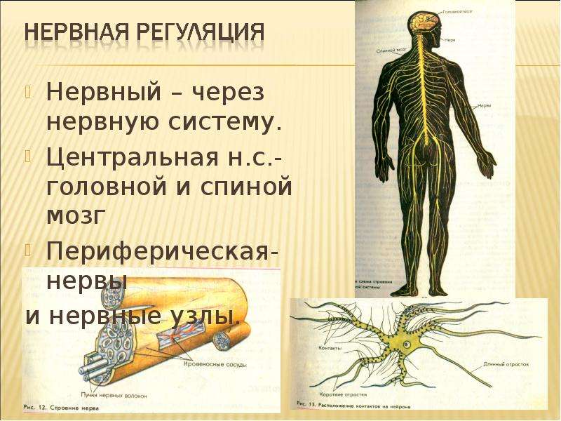 Нервный узел где. Нервная система биология биология 8. Нервная система человека 8 класс биология. Нервные узлы. Нервные узлы в нервной системе.