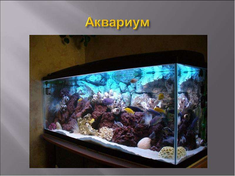 Коллекционер заказал аквариум. Boost'r для аквариума. Аквариумы с малавийцами фото. Обслуживание аквариума реклама.