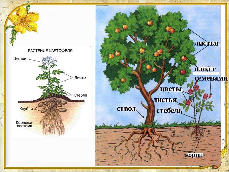 Анатомия растений презентация