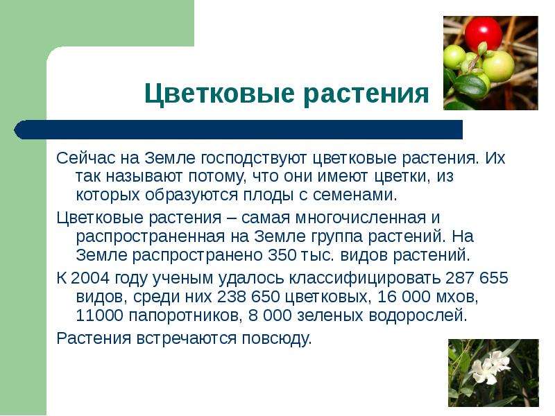 Какие растения преобладают. Цветковые растения доклад. Сообщение на тему цветковые растения. Сообщение разнообразие растений. Реферат на тему цветковые растения.