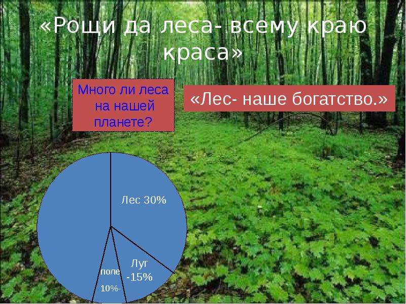 Рощи да всему краса. Рощи да леса всему краю. Рощи да леса всему миру Краса. Лес наше богатство. «Леса богатство нашей планеты» конспект презентация.