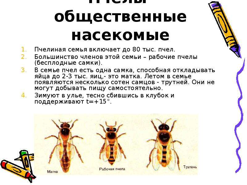 Общественные насекомые пчелы и муравьи презентация