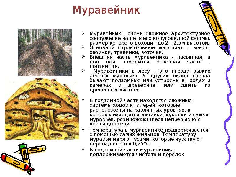 Строение муравейника картинка для детей