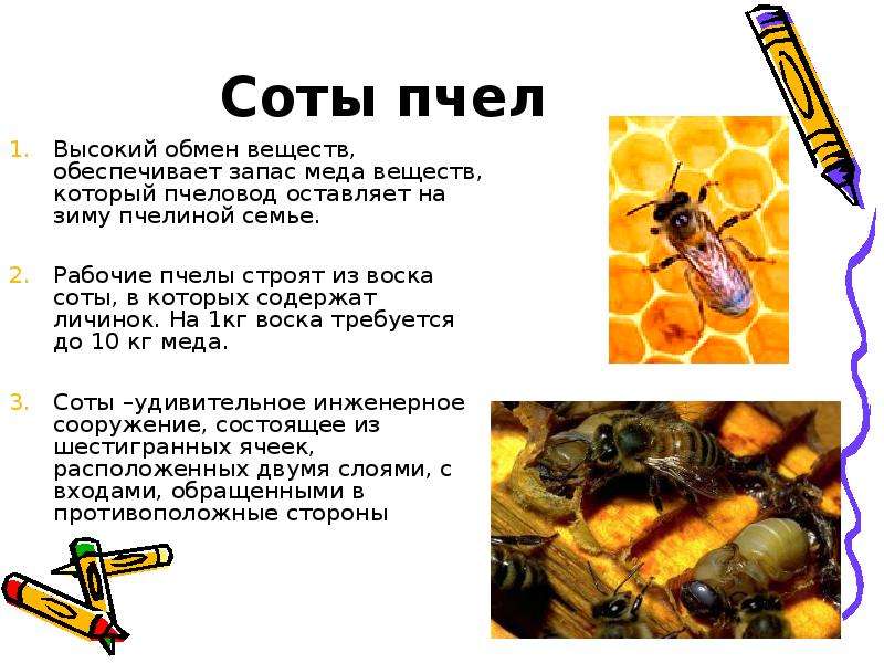 Исследование конечностей домашней пчелы какая биологическая наука. Отряд Перепончатокрылые пчелы. Питание перепончатокрылых. Соты пчеловод. Отряд Перепончатокрылые презентация.