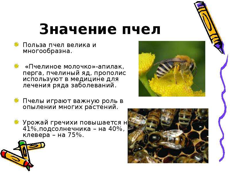 Информация о пчелах 2 класс окружающий. Информация о пчелах. Доклад о пчелах. Интересные сведения о пчелах. Пчелы кратко.