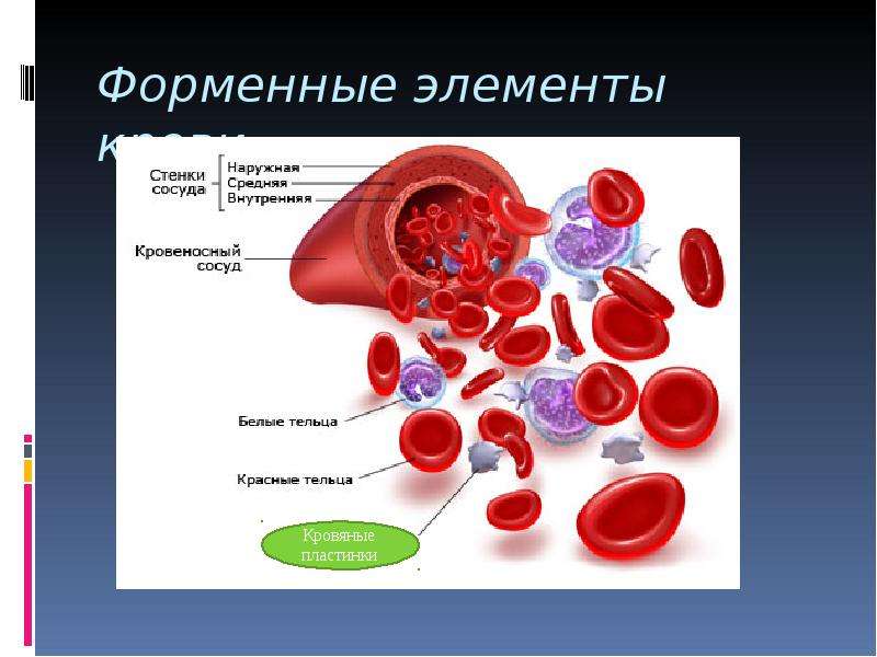 Презентация по теме кровь