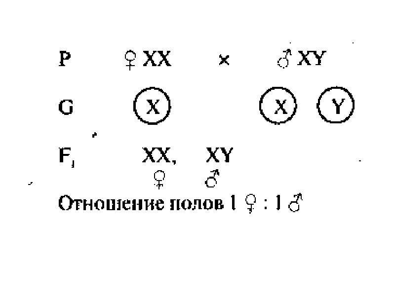 Генетика пола тест