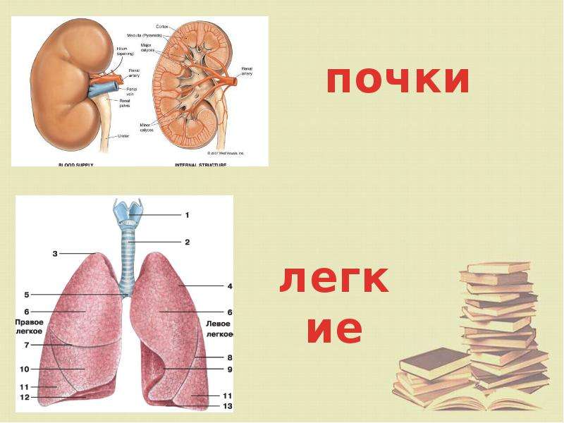 6 тел человека. Как устроен организм человека. Как устроен организм человека 2 класс. Презентация как устроен мой организм. Как устроен организм человека 2 класс окружающий мир.