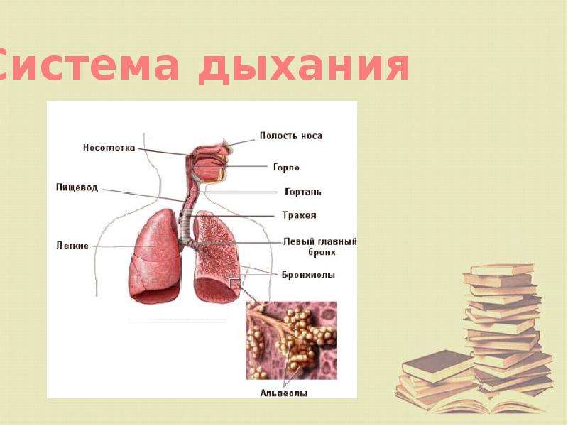 Как устроен наш организм 6 класс 8 вид презентация