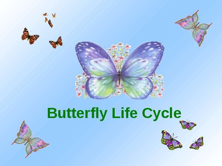 Презентация к уроку английского языка "Butterfly Life Cycle" - , слайд №1