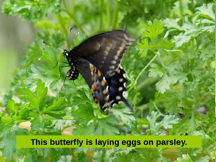 Презентация к уроку английского языка "Butterfly Life Cycle" - , слайд №2