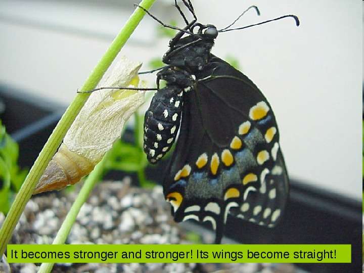 Презентация к уроку английского языка "Butterfly Life Cycle" - , слайд №10