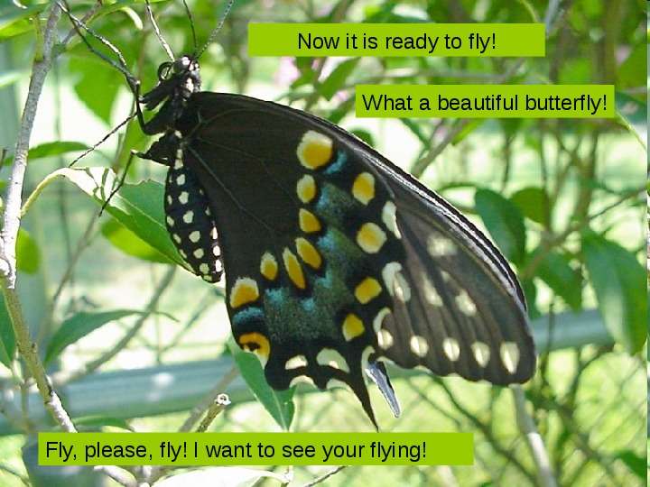 Презентация к уроку английского языка "Butterfly Life Cycle" - , слайд №11