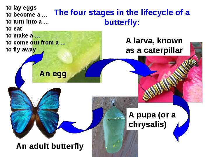 Презентация к уроку английского языка "Butterfly Life Cycle" - , слайд №12