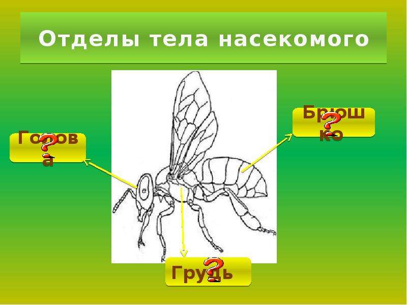 Класс насекомые тело. Отделы тела насекомых. Класс насекомые отделы тела. Тело насекомых состоит из отделов. Тело насекомых состоит из 3 отделов.