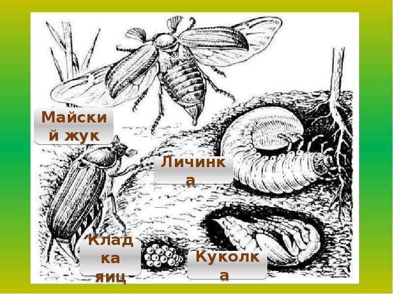 Майский жук развитие. Цикл развития майского жука рисунок. Личинка майского жука схема. Стадии развития майского жука. Цикл развития майского жука.