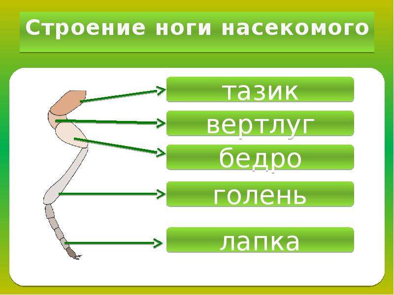 Строения зависит от. Строение конечности насекомого строение. Строение конечностей насекомых. Ходильные конечности насекомых. Строение ноги насекомого.