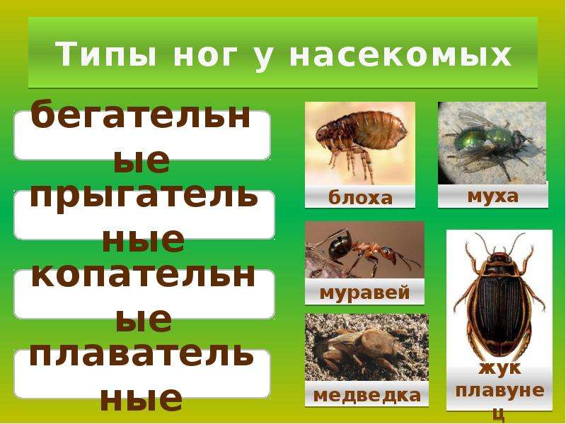 Сколько ног у насекомых 1 класс окружающий. Типы конечностей насекомых. Копательная конечность насекомого. Ходильные конечности насекомых виды. Сколько ног умнасекомых.