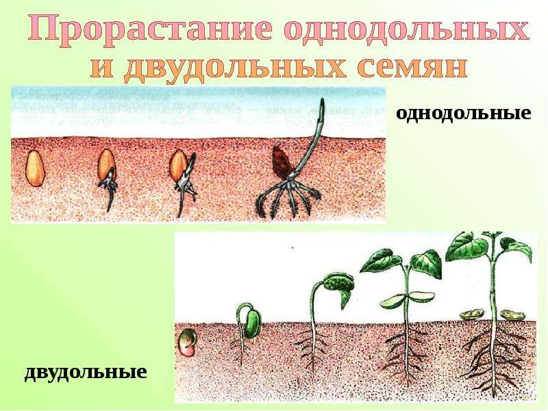 Прорастание семени презентация гака семена