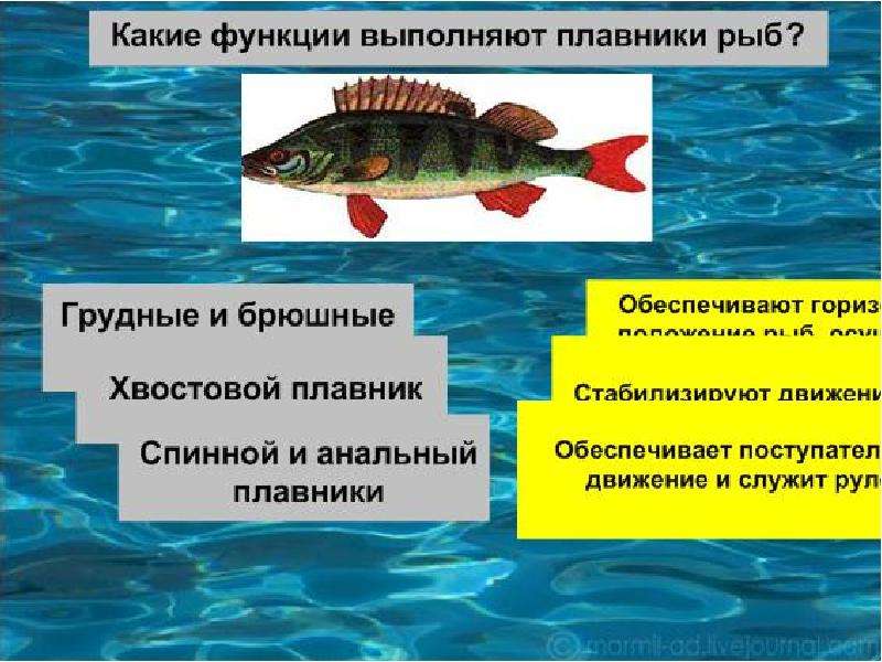 Основные функции рыбы