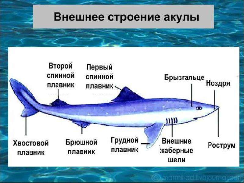 Хрящевые рыбы 8 класс