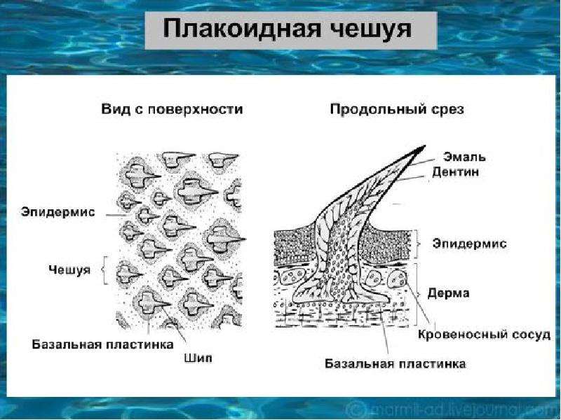 Железы хрящевых рыб. Строение плакоидной чешуи акулы. Чешуя хрящевых рыб. Плакоидная чешуя рыб. Строение плакоидной чешуи.