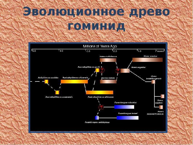 Моя эволюция в древо начало эволюции. Древо эволюции гоминидов. Родословное Древо гоминид. Эволюционное Древо человека гоминиды. Дерево эволюции человека.