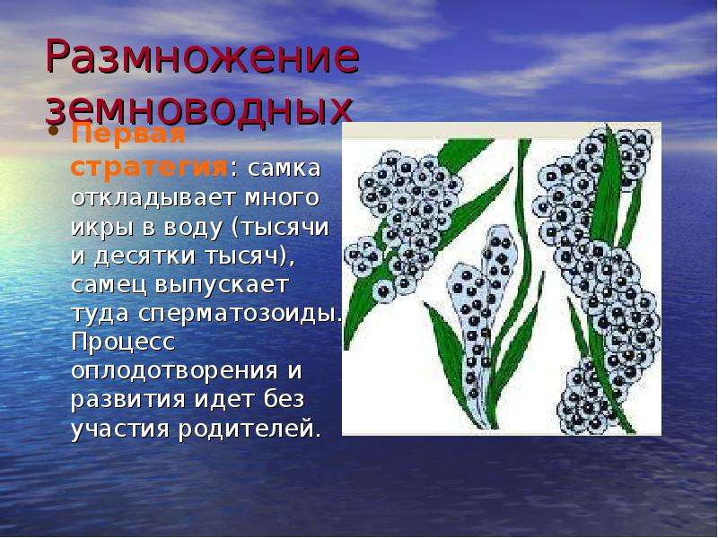 Размножение земноводных 3 класс