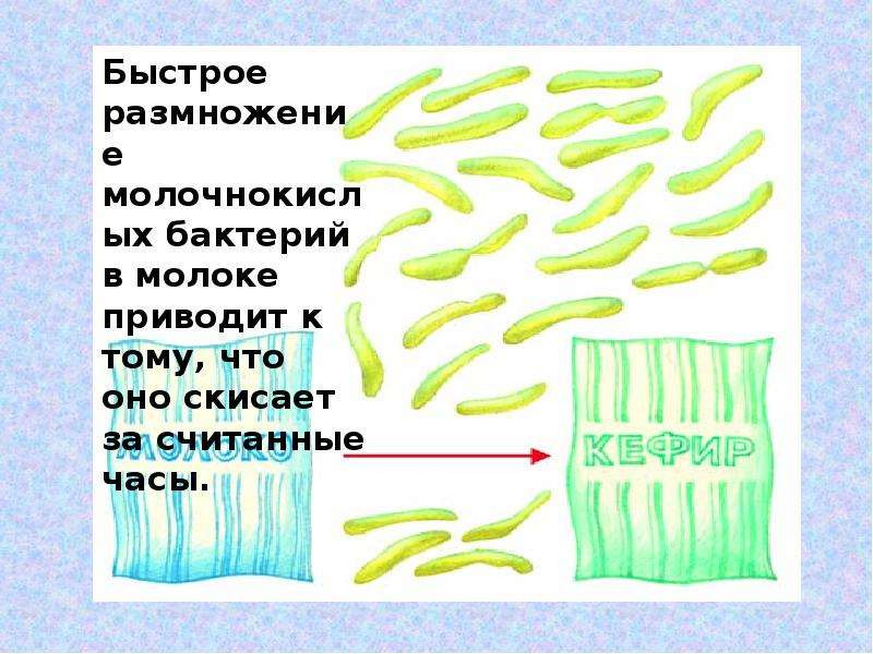 Признаки бактерий. Признаки бактерий биология. Основные признаки бактерий. Признаки бактерий 5 класс биология.