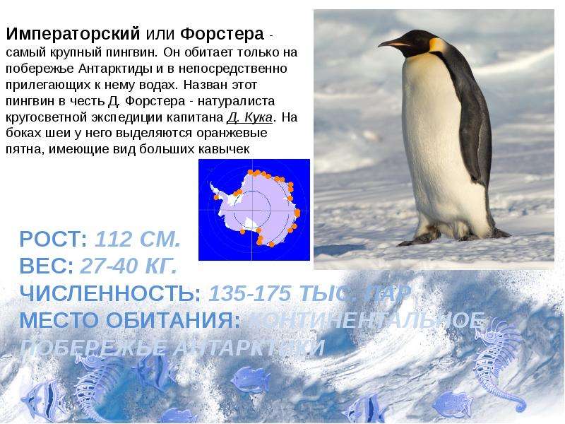 Какой тип развития характерен для субантарктического пингвина. Императорский Пингвин красная книга. Императорский Пингвин доклад. Описание пингвина. Сообщение о пингвинах Антарктиды.