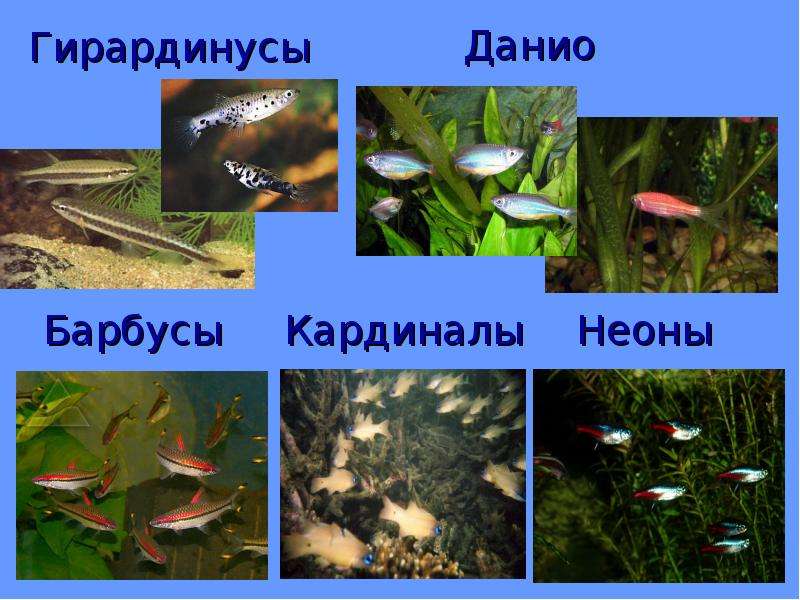 Аквариум экосистема презентация