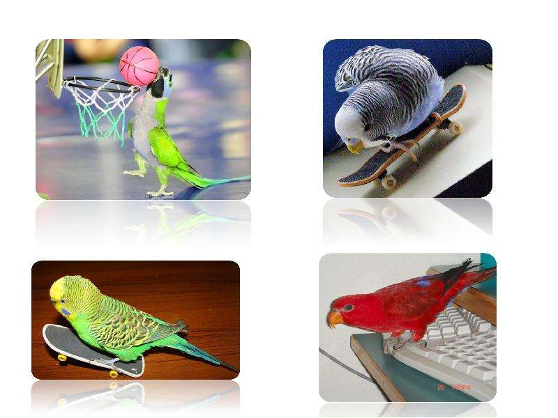 Урок для попугая привет. Попугай для презентации. Попугай 3д модель. Попугай 3d model. Монитор три попугая.