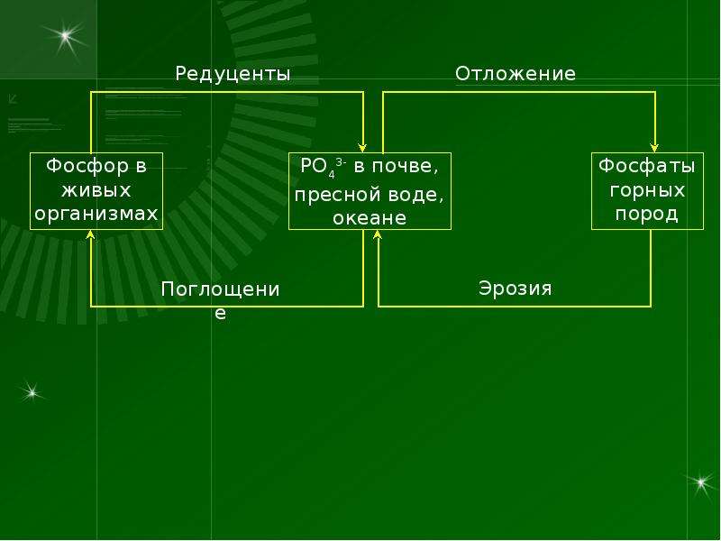 Презентация общая экология