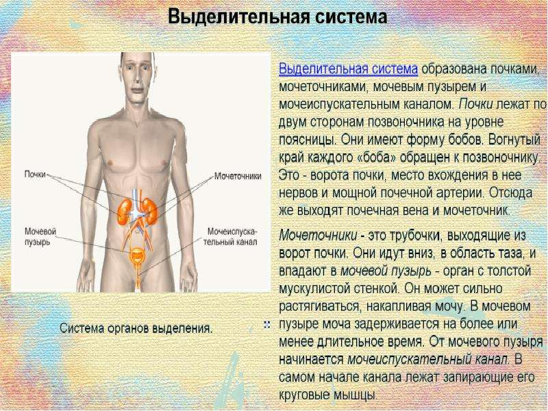 В каких органах происходит. Выделительная система организма человека. Как организм удаляет ненужные вещества. Выделительная система человека 4 класс. Выделительная система выводит из организма.