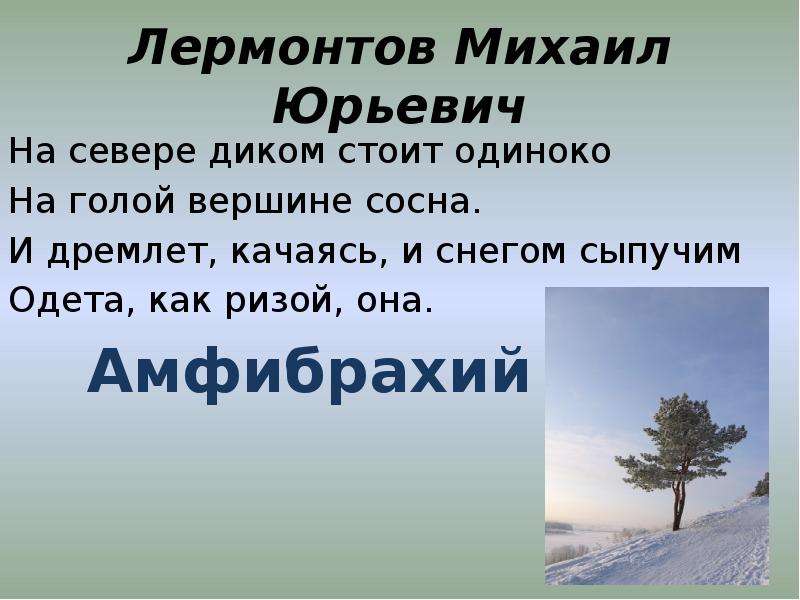 На севере диком лермонтов. Михаил Юрьевич Лермонтов сосна. М.Ю.Лермонтова на севере диком. М Ю Лермонтов сосна. Стихотворение Лермонтова сосна.