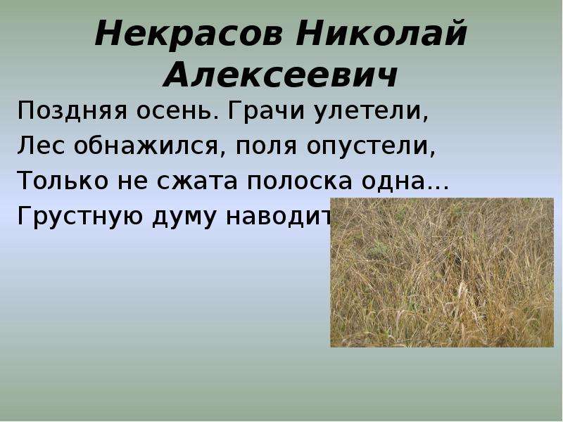 Несжатая полоса анализ. Поздняя осень Грачи улетели. Поздняя осень Грачи улетели лес обнажился поля. Поздняя осень Грачи улетели стих. Стих поздняя осень Грачи улетели лес обнажился поля опустели.