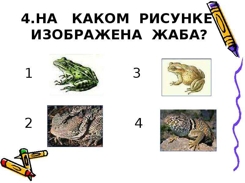 На рисунке изображены хозяин. На рисунке изображена лягушка. На рисунке изображена лягушка в разные периоды жизни. Какой Тип изображен на рисунке Жабы. Какими знаками можно изобразить лягушку.