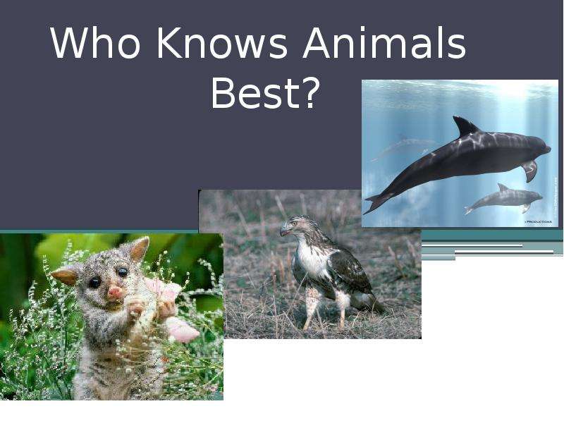 Презентация Who Knows Animals Best?
