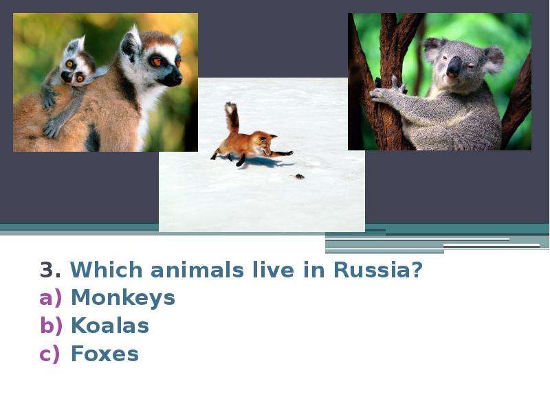 3. Which animals live in Russia? Monkeys Koalas Foxes