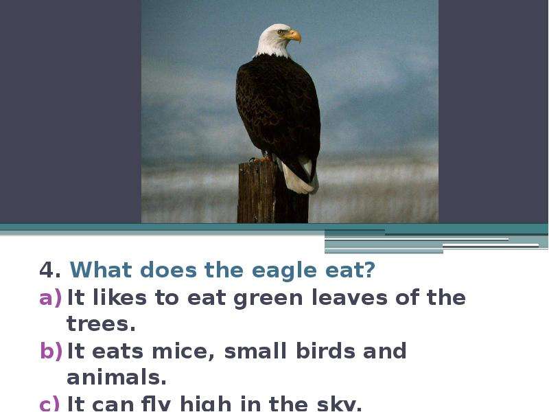 4. What does the eagle eat? It likes to eat green leaves of the trees. It eats mice, small birds and