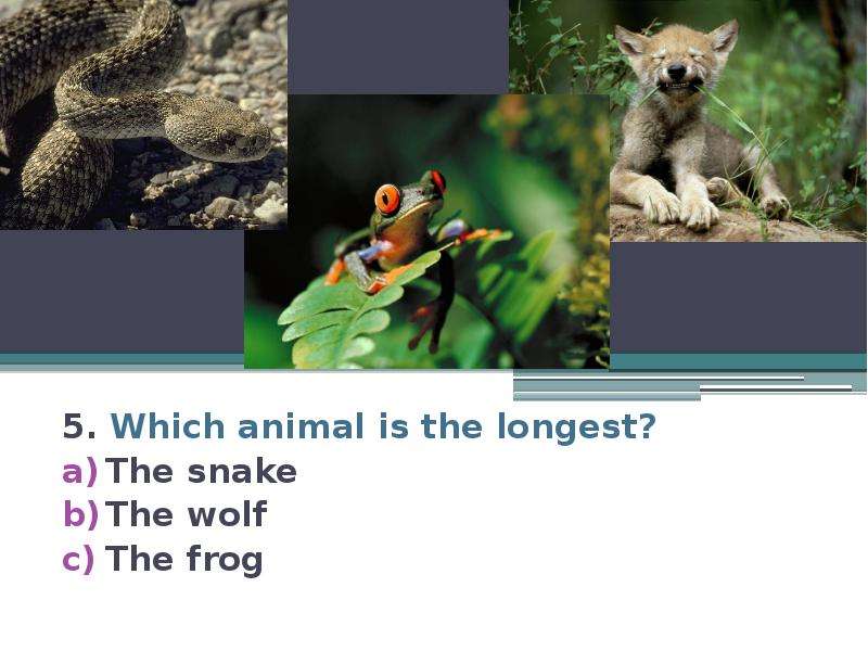 5. Which animal is the longest? The snake The wolf The frog